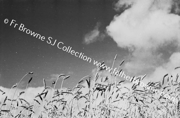 HARVESTING AT ST MARY'S  WHEAT & CLOUDS EMO COURT